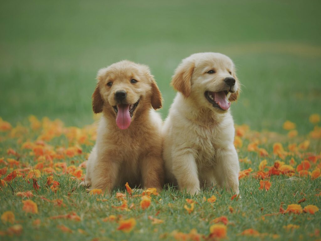 Two golden retriever puppies enjoying a field of grass.