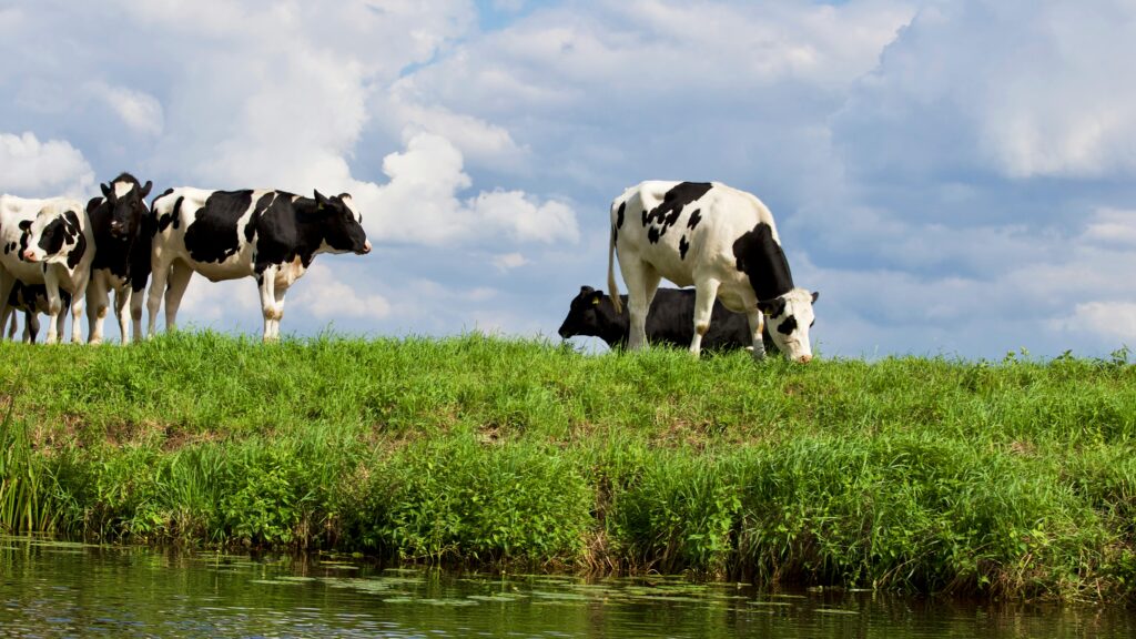 Two cows grazing near a river.
