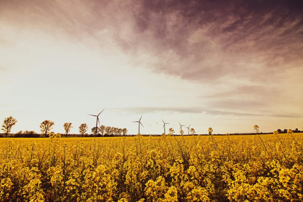 A vibrant field of yellow flowers requiring chemical solutions for biofuel production.